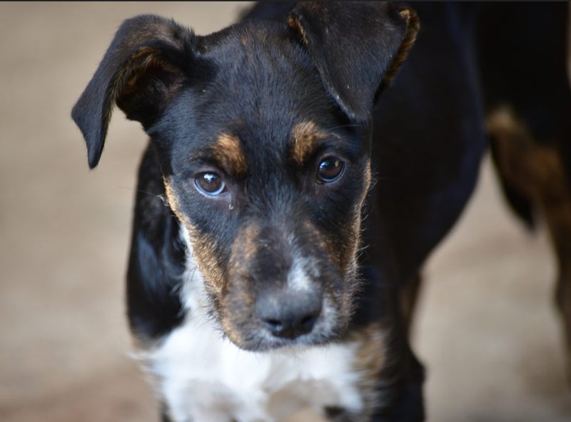 Phattie - JDC rescue Carousel 1