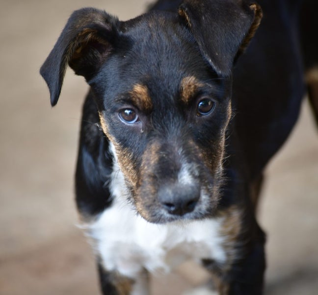 Phattie - JDC rescue Carousel 2