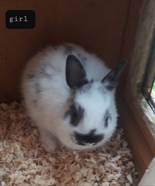 NETHERLAND DWARF BABY BUNNIES Carousel 8