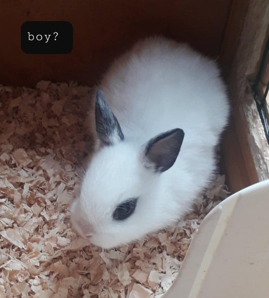 NETHERLAND DWARF BABY BUNNIES Carousel 1