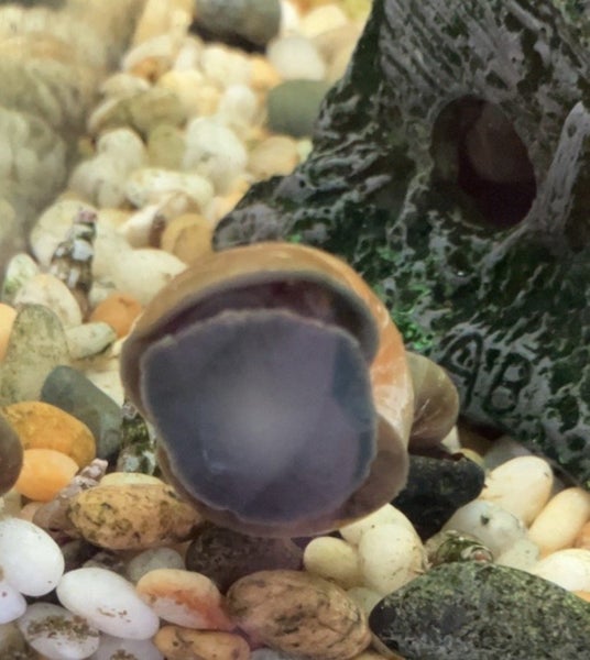 Mystery snails (multi-buy deals) Carousel 2