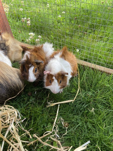 Baby Guinea Pigs Carousel 1