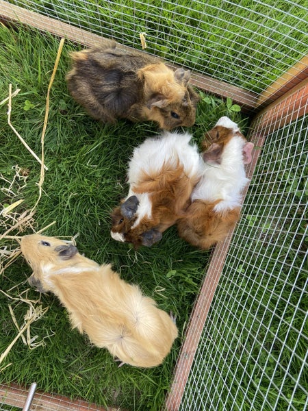 Baby Guinea Pigs Carousel 2