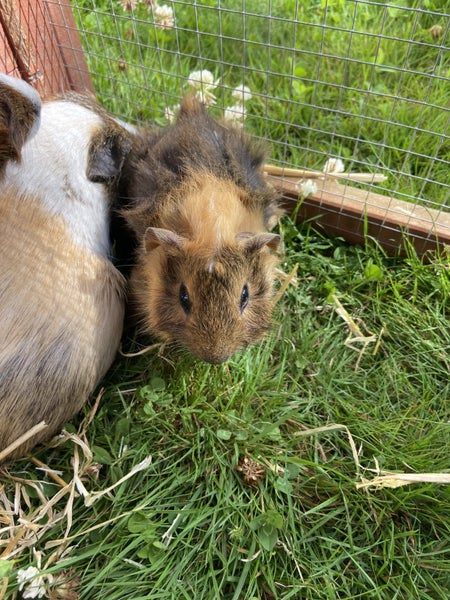 Baby Guinea Pigs Carousel 4