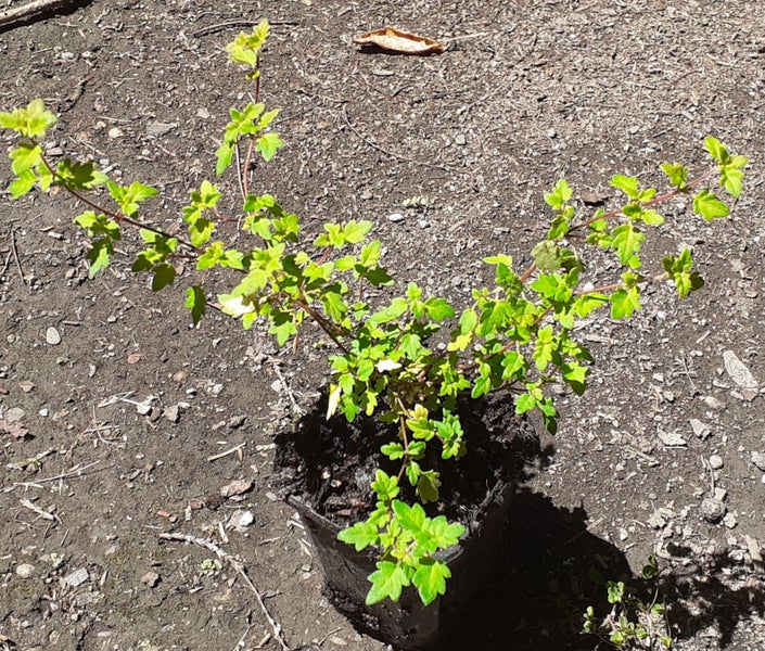 Jovellana violacea or violet teacup unusual cascading flowers small shrub Carousel 2