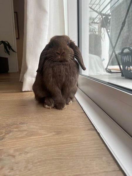 Mini Lop Bonded Pair - Moose and Eddie Carousel 2