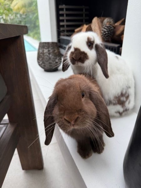 Mini Lop Bonded Pair - Moose and Eddie Carousel 1