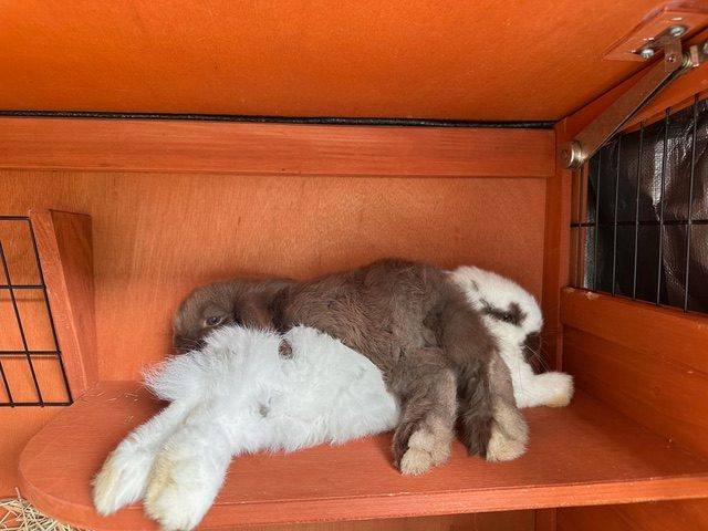 Mini Lop Bonded Pair - Moose and Eddie Carousel 5