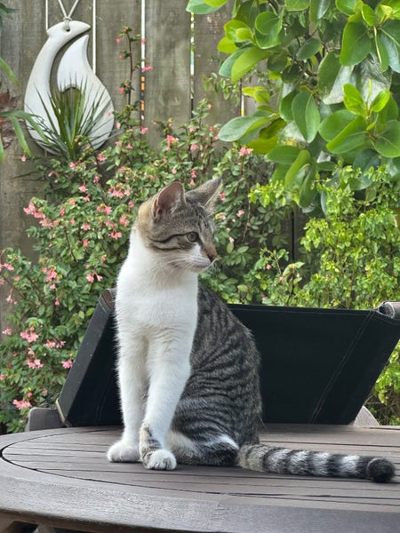 Lost 1 year old Cat - One Tree Hill Carousel 1