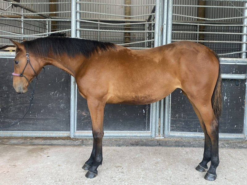 Cornets Air Yearling Filly