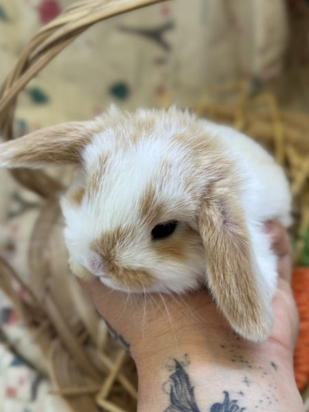 **Trained Mini Lop Bunny Rabbits & Care Package** Carousel 1