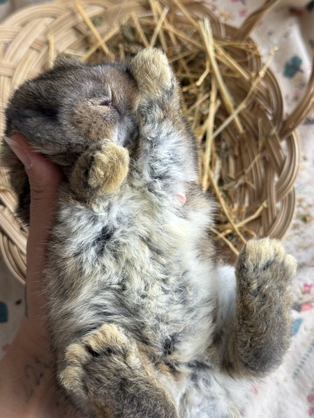**Trained Mini Lop Bunny Rabbits & Care Package** Carousel 9