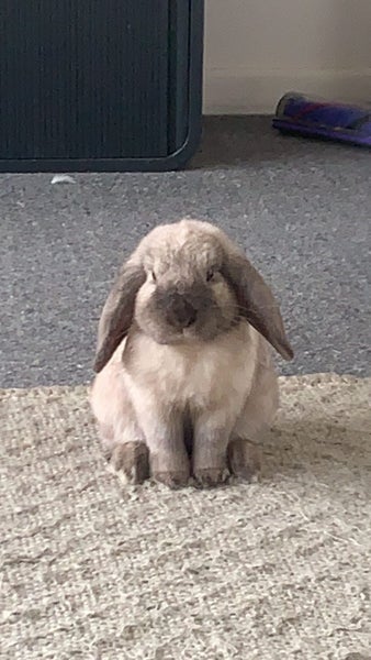 Sweet 3-year-old Mini Lop neutered Male Carousel 1