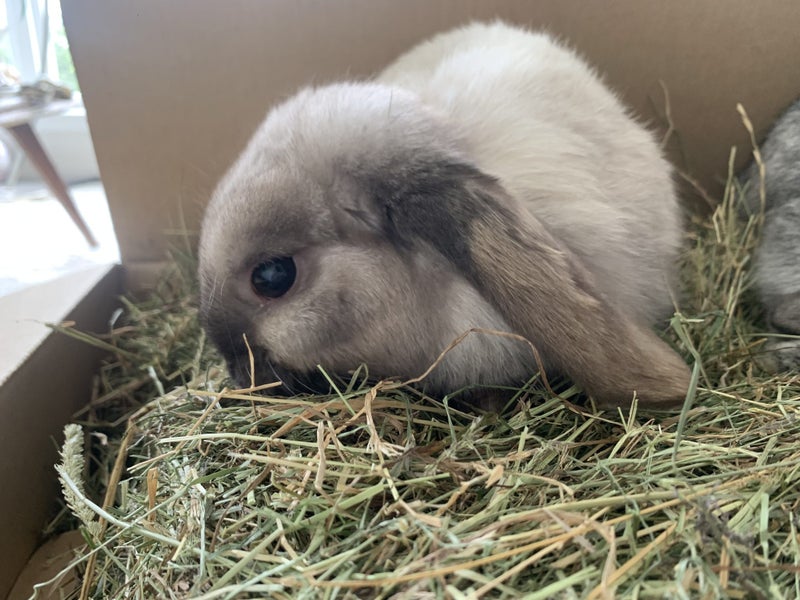 Sweet 3-year-old Mini Lop neutered Male Carousel 6