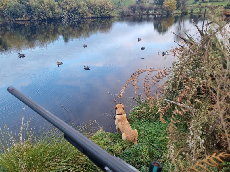 Labrador Gundog Carousel 2