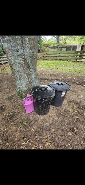 Mini Lop Blue-Eyed Rabbit Pair + Appletons Hutch (Full Setup) Carousel 8