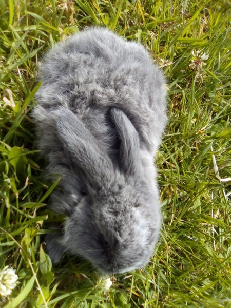 Mini Lop bunnies - all males Carousel 6