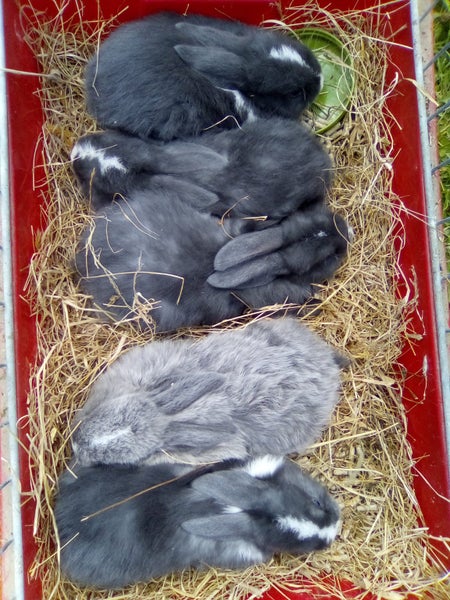 Mini Lop bunnies - all males Carousel 1