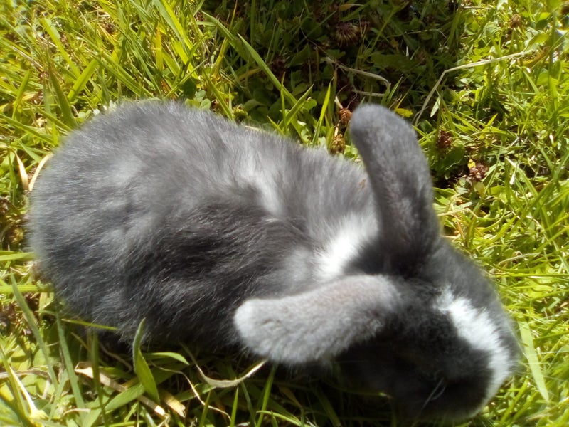 Mini Lop bunnies - all males Carousel 2