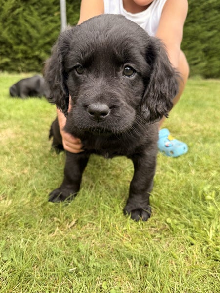 Springador Puppies Carousel 1