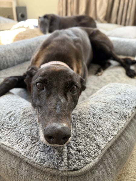 Xena- Beautiful Greyhound Lady Carousel 1