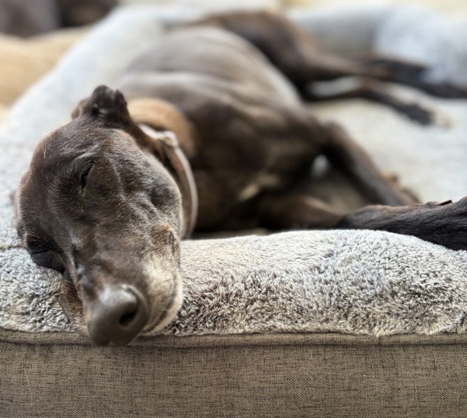 Xena- Beautiful Greyhound Lady Carousel 2