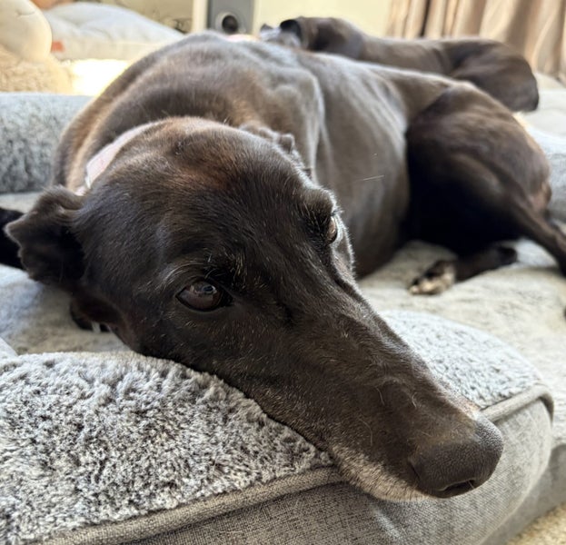 Xena- Beautiful Greyhound Lady Carousel 3