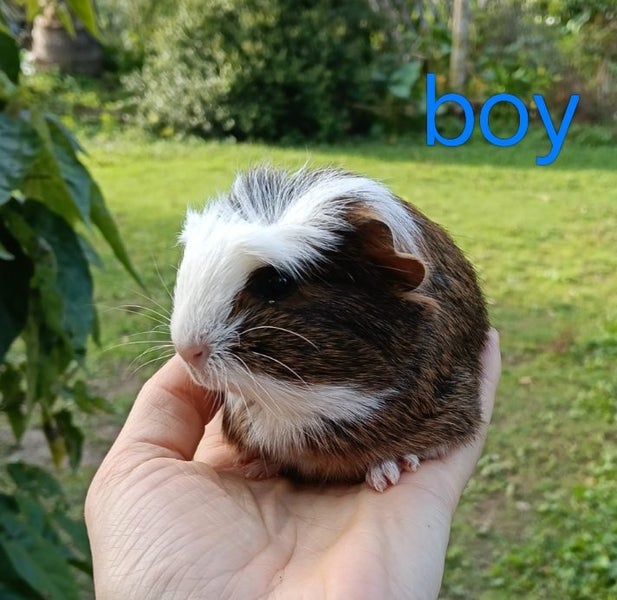 Baby Guinea Pigs Carousel 1
