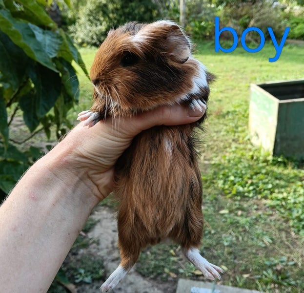 Baby Guinea Pigs Carousel 2