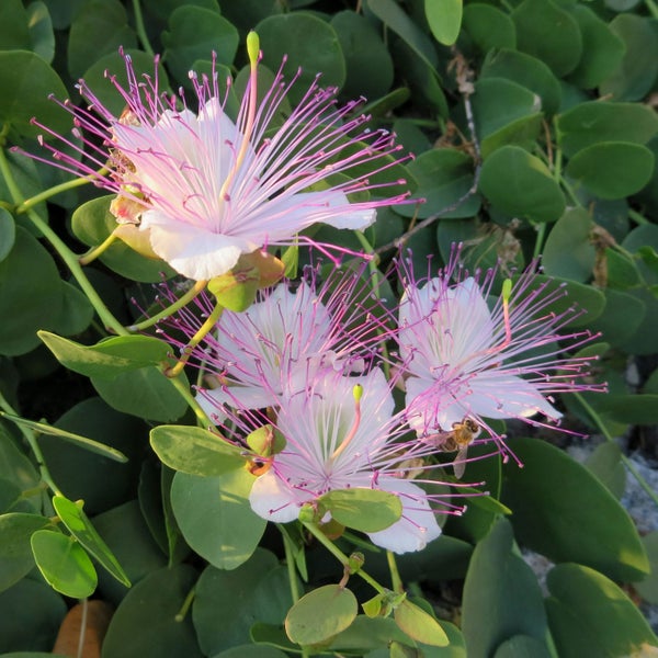 Capparis spinosa [CAPER BUSH] seed ~ Culinary + Medicinal, Shrub *PERENNIAL* Carousel 1