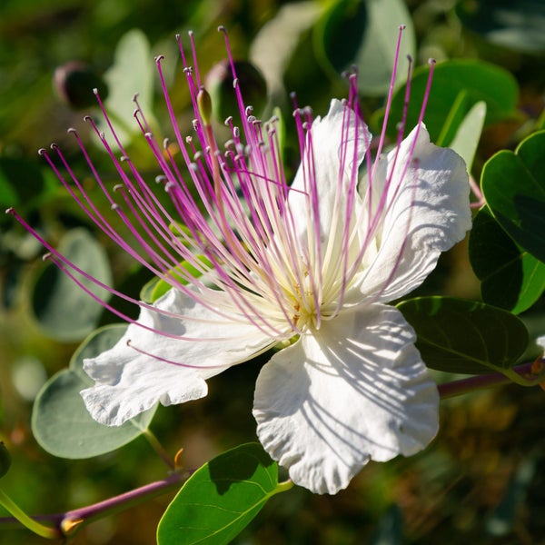 Capparis spinosa [CAPER BUSH] seed ~ Culinary + Medicinal, Shrub *PERENNIAL* Carousel 4