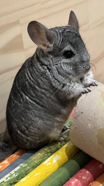 Topo the Chinchilla - Looking for a new home Carousel 2