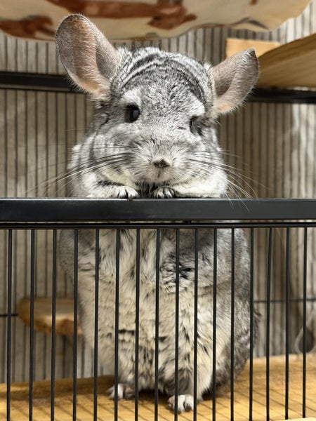 Topo the Chinchilla - Looking for a new home Carousel 1