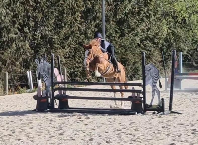 Cracking NZWB All Rounder Carousel 12