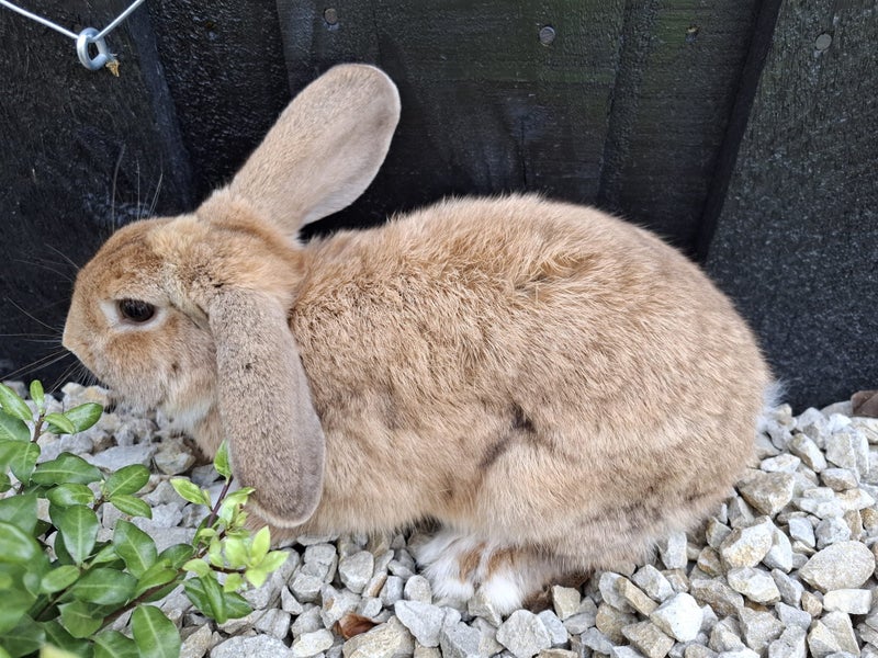2 rabbits Carousel 1