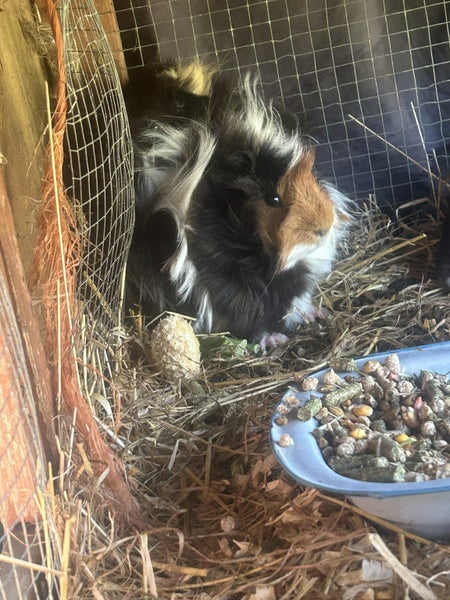 Guinea pigs Carousel 15