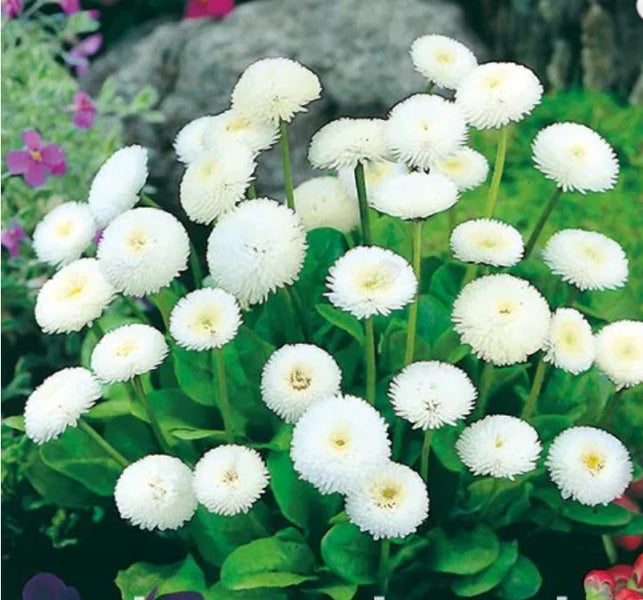 Bellis Perennis 'WHITE POMPONETTE' seed x 30 ~ Garden, Rockery, Tubs *PERENNIAL* Carousel 1