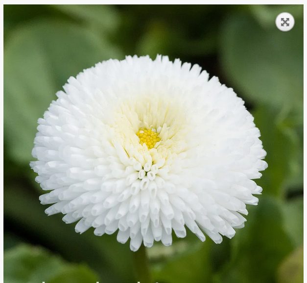 Bellis Perennis 'WHITE POMPONETTE' seed x 30 ~ Garden, Rockery, Tubs *PERENNIAL* Carousel 2
