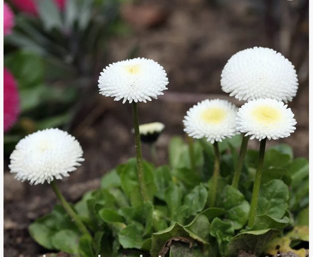 Bellis Perennis 'WHITE POMPONETTE' seed x 30 ~ Garden, Rockery, Tubs *PERENNIAL* Carousel 5