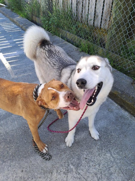 Patrick - Husky for adoption Carousel 2