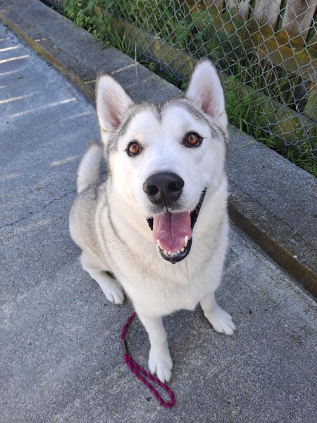 Patrick - Husky for adoption Carousel 1