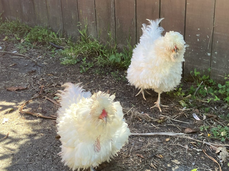 chickens poultry Carousel 1