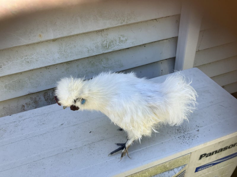 chickens poultry Carousel 2