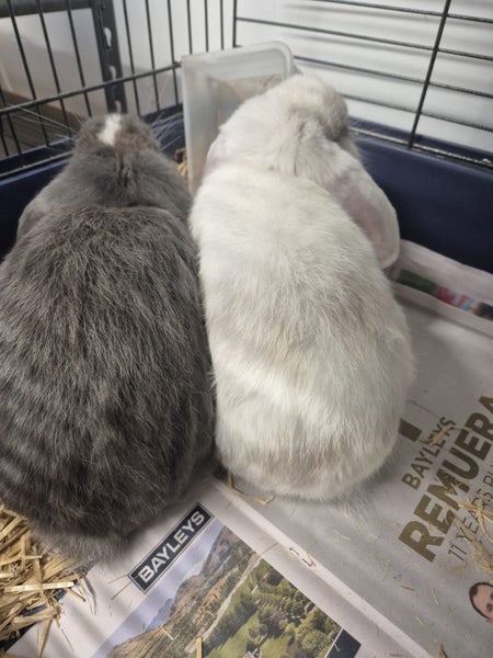 Adorable Bunny Carousel 5