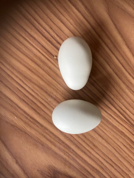 chickens poultry Carousel 3