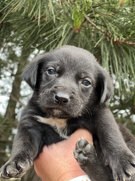Puppies for adoption Carousel 1