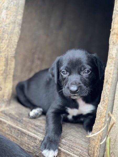 Puppies for adoption Carousel 2