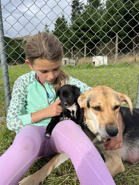 Puppies for adoption Carousel 6