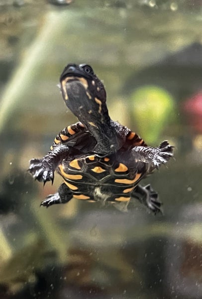 Snake Neck Turtles Carousel 1