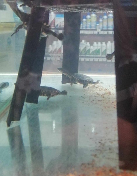 Snake Neck Turtles Carousel 2